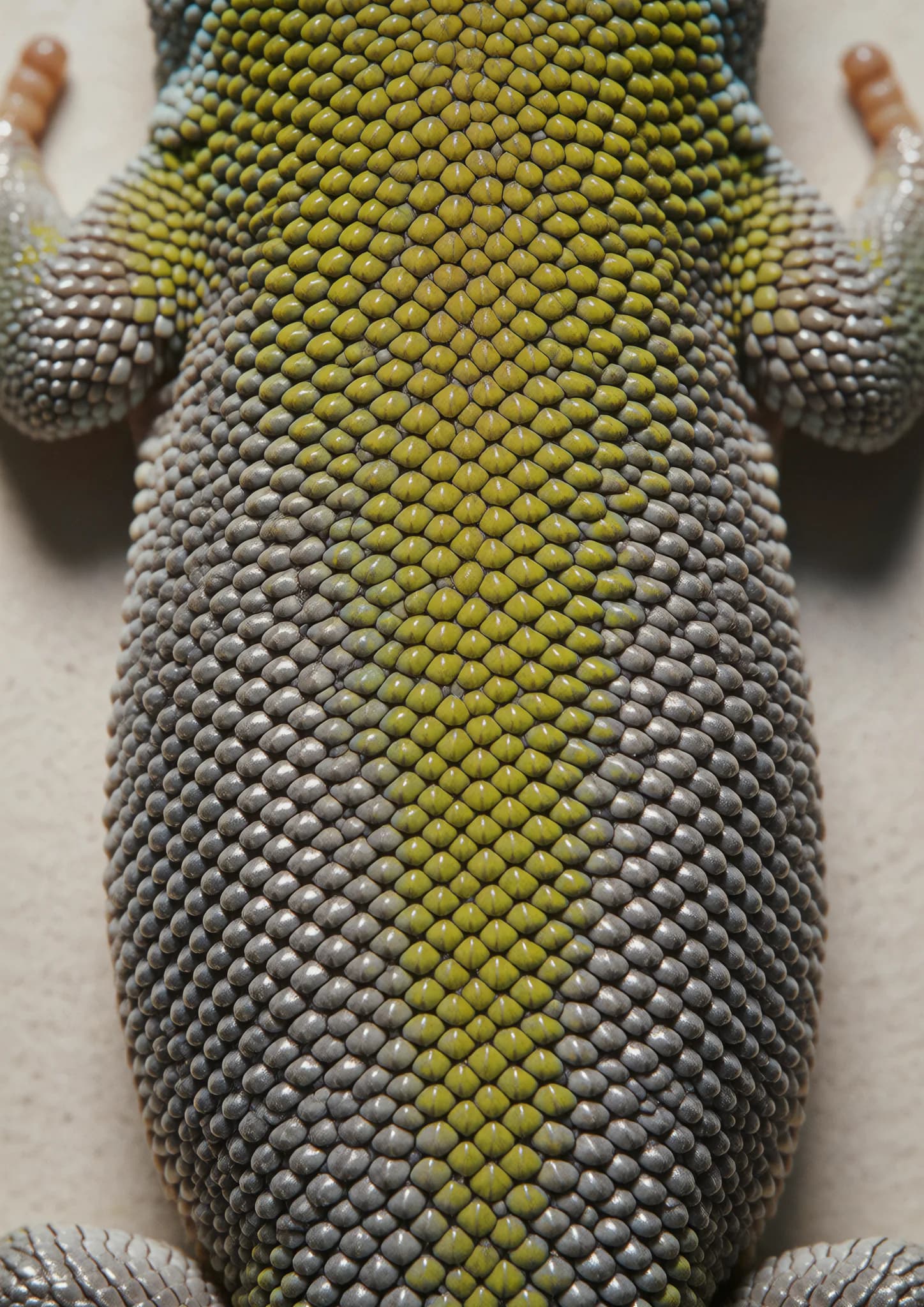 Naultinus Cybernetic Mesh
